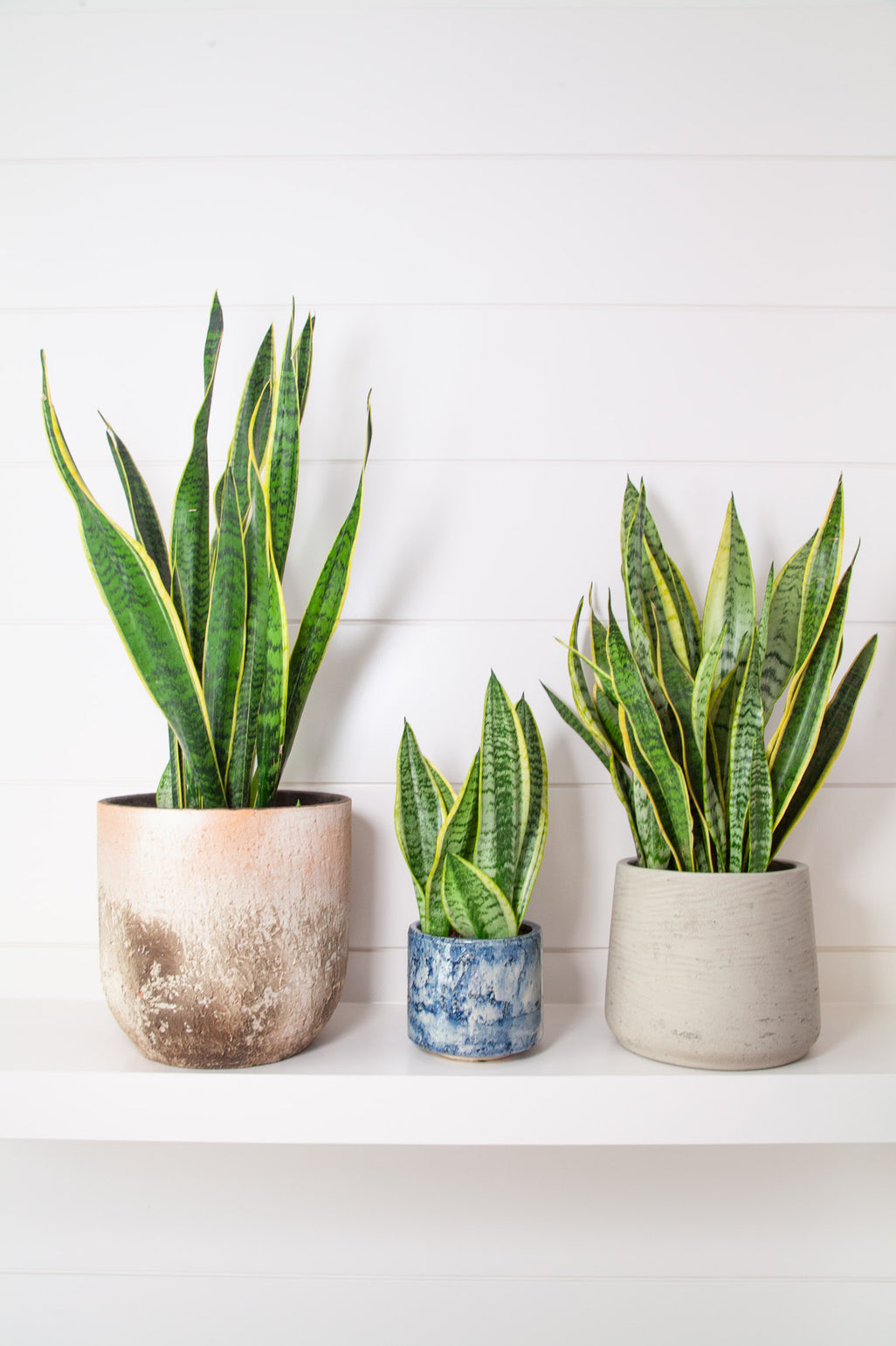 files/IndoorPlants-LeighShots16.11.2023-210.jpg